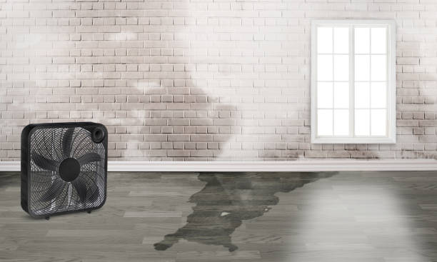 Best 24-hour water damage restoration  in Tton, IL